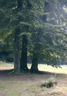 3 mu : Bäume an unserem Übungsplatz im Duisburger Wald. Unser Baum-Qi-Gong, Termine. Danke für einen freundlichen Weg