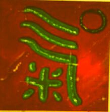 qi / chi - Kalligraphie