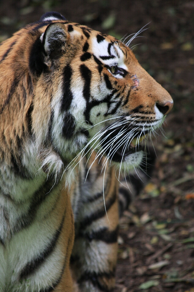 Zoo Duisburg, Tiger  im Schnee