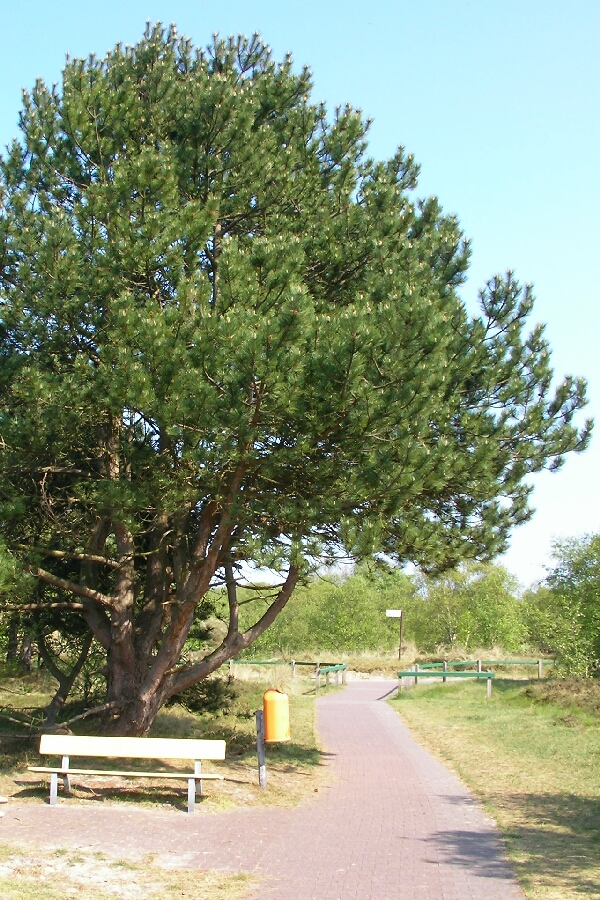 Rastplatz im Wald ...