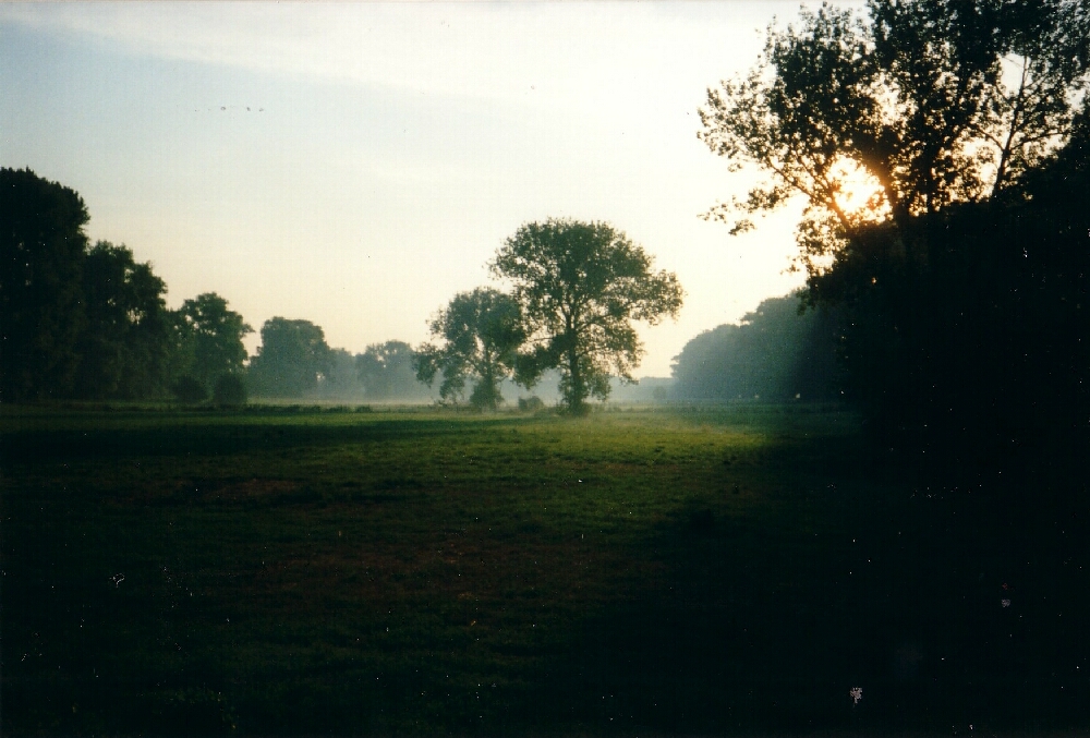 Wiese im Morgennebel