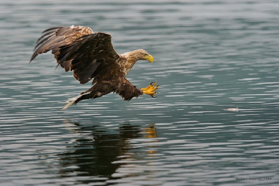 Adler im Anflug - Naturschutzgebiet Feldberger Seenplatte . Photo von Robert Goppelt