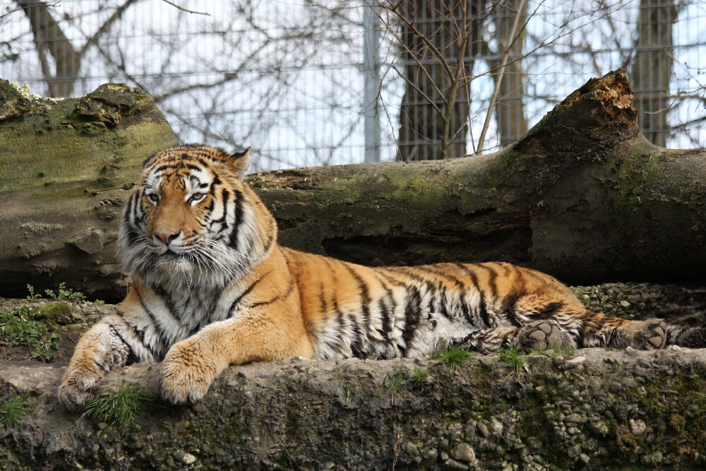 Tiger aus dem Zoo Duisburg  - ein Photo von Ulrike Limberg