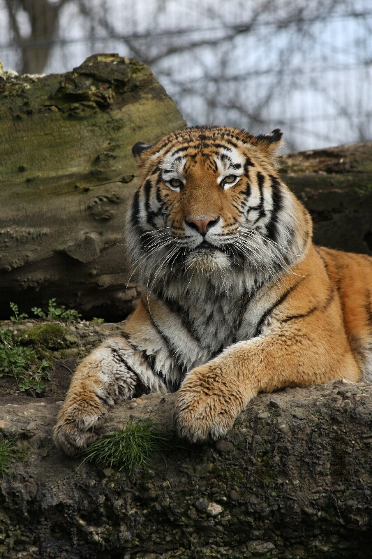 Tiger aus dem Zoo Duisburg - Photo Ulrike Limberg
