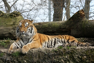 Tiger aus dem Zoo Duisburg - Photo Ulrike Limberg