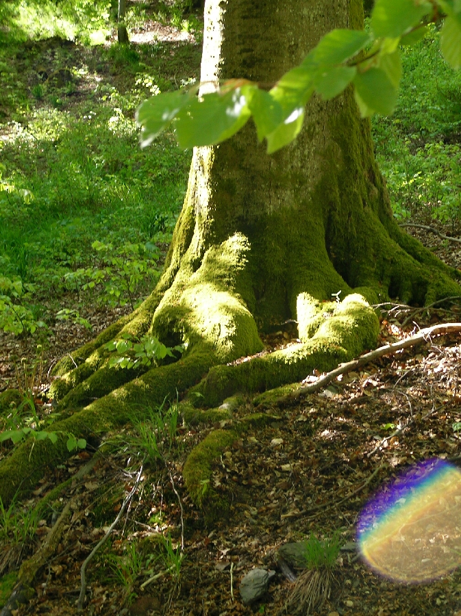 roots - Wurzeln ...