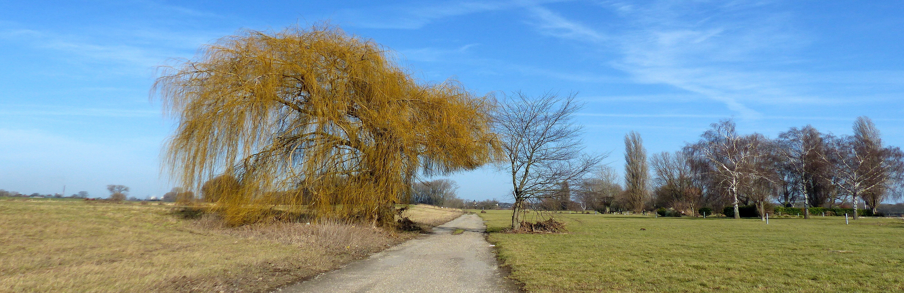 Panorama-2960x960-Meerbusch, Trees in the Rhine Meadows (719)