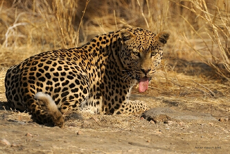 Leopard - Aufnahmen von Robert Goppelt
