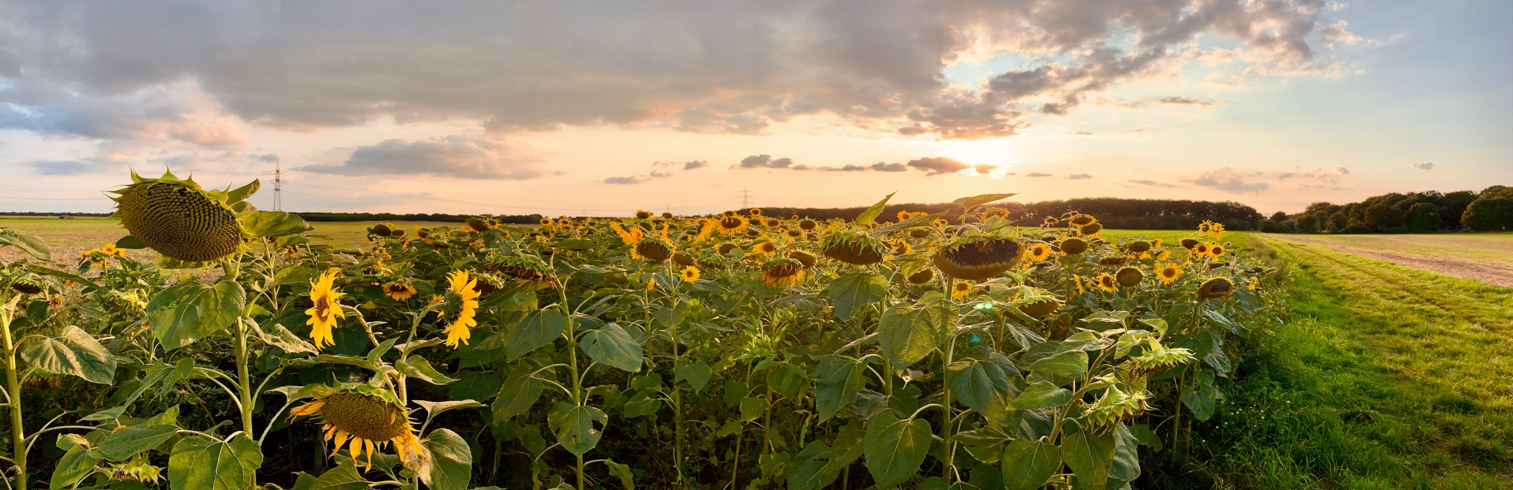 Panorama-2960x960_DING, Symbol für einen Feld mit Sonnenblumen