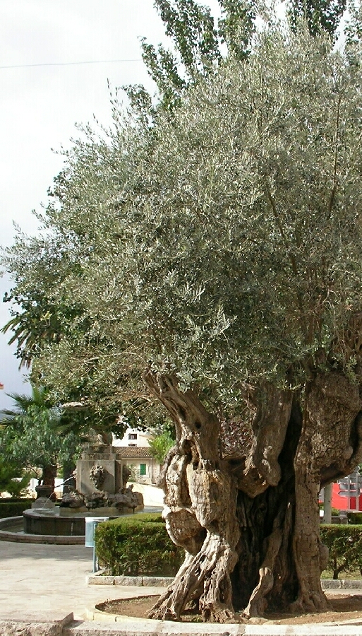 ein alter Olivenbaum ... im Baum-Qigong arbeitet man mit den Kräften der Natur ...
