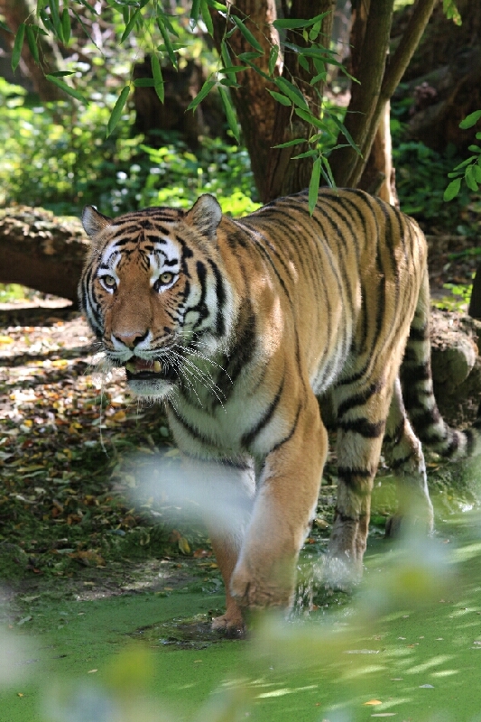 Tiger aus dem Zoo Duisburg - Photo Ulrike Limberg
