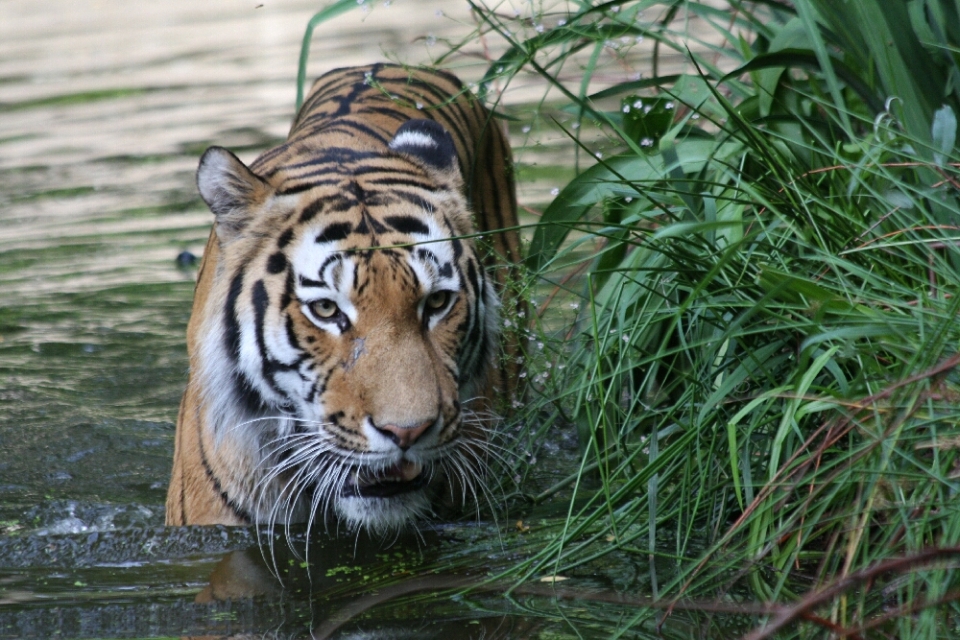 Tiger aus dem  Zoo Duisburg, Photo von Ulrike Limberg - Danke Uli -